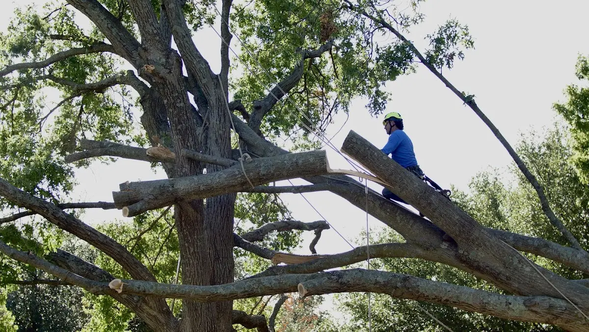 Professional Crown Thinning performed by certified arborists in Alcoa