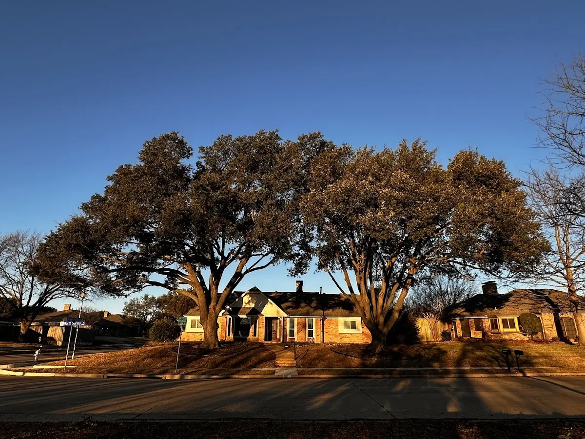 Established residential canopy tree shading a home in Alcoa